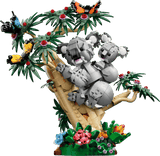 Animaux sauvages : la famille de koalas